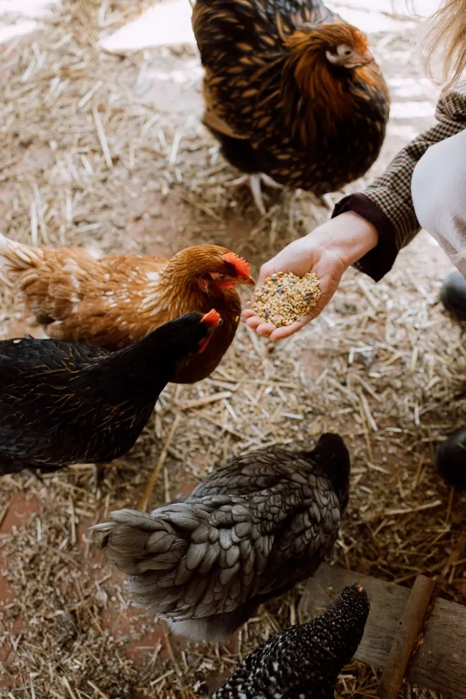 il posto chickens.webp