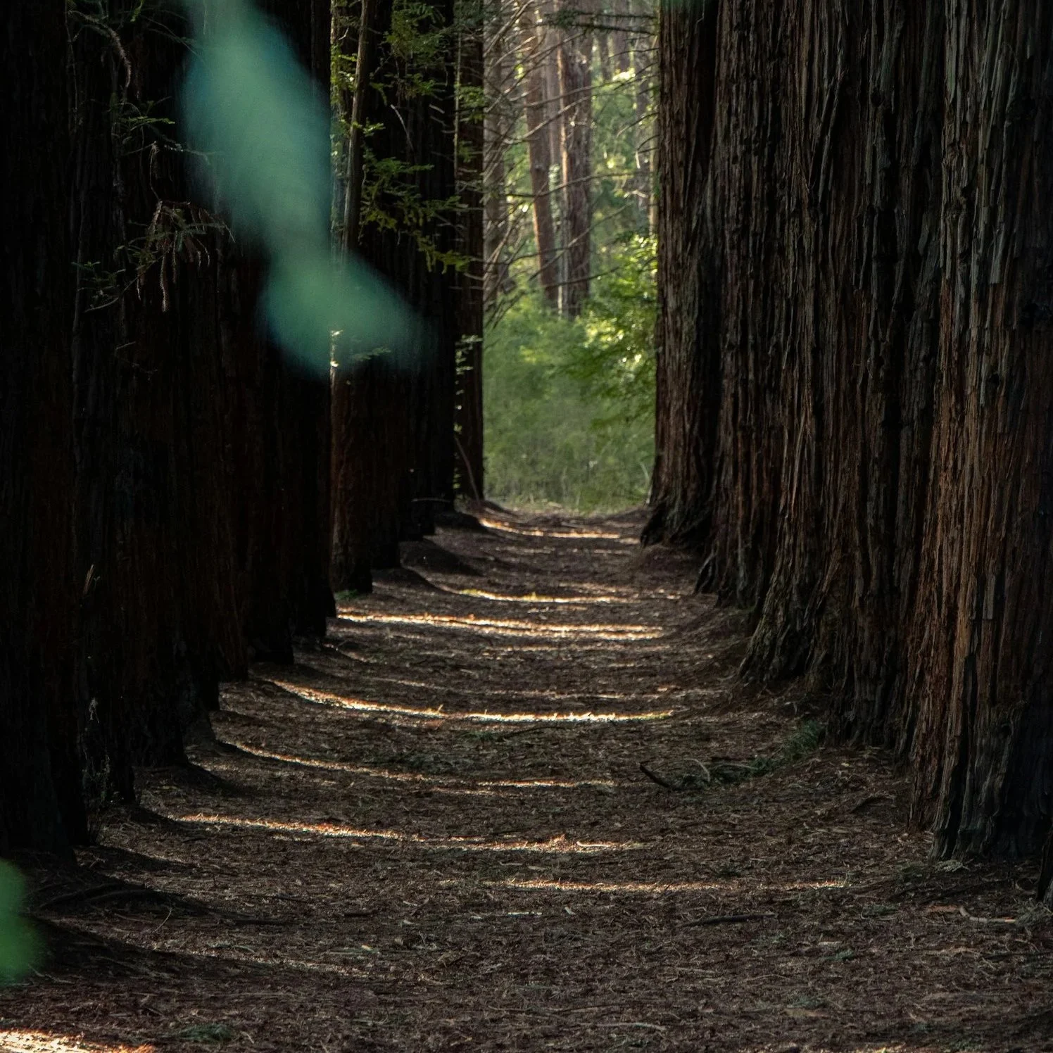 Why Rest Can Feel So Difficult: Understanding Burnout, Stress and Your Nervous System