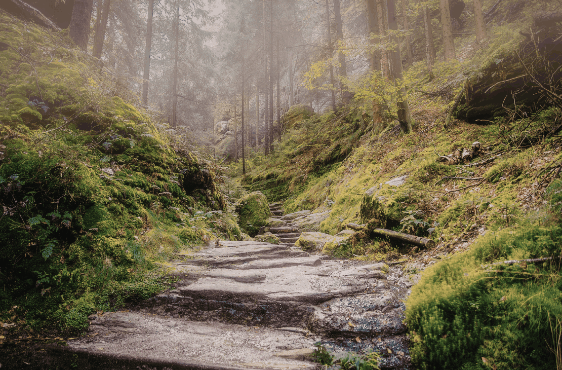 A forest scene with a rocky trail surrounded by moss-covered rocks and green trees, with fog in the background.