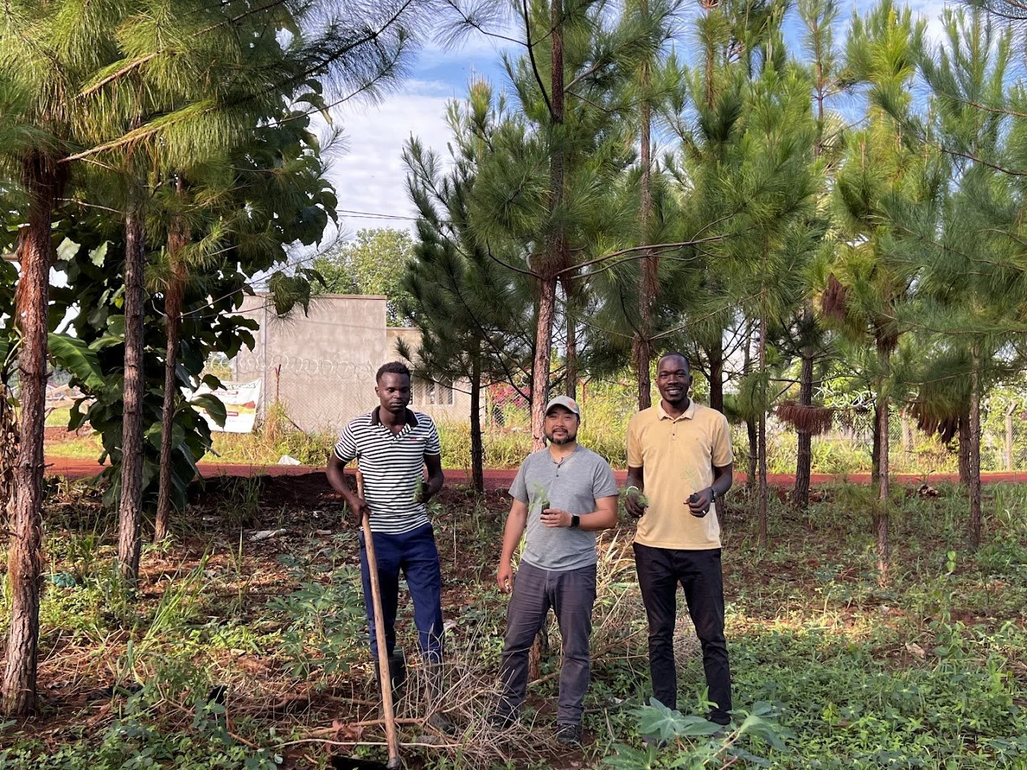 The saplings and the trees they beome