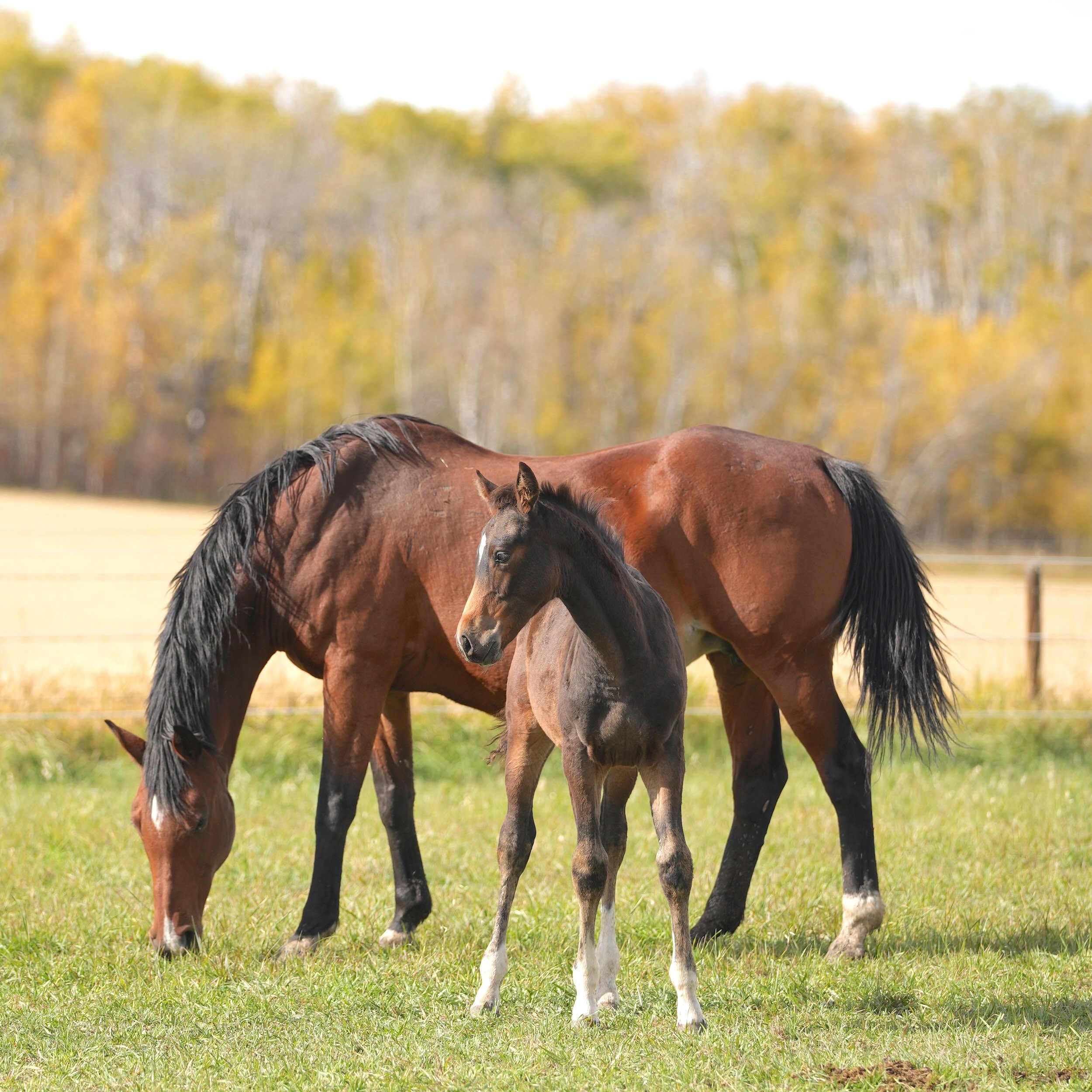 Watch Me KVS (2026 Picobello-S colt) and dam Anouk KVS (2005 Heartbreaker mare) in pasture at KVS Sport Horses near Calgary, Alberta, Canada. Show jumping prospect for sale.