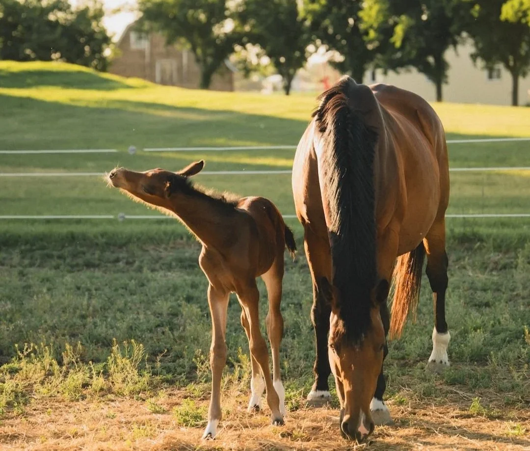 Introducing our 2025 foals