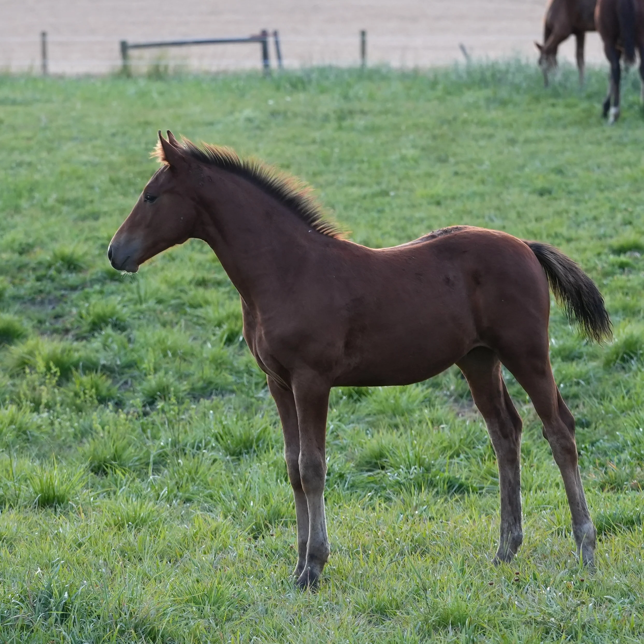 Wrocco Blue KVS (Zirocco Blue colt out of Lordana KVS, by Cavalier)