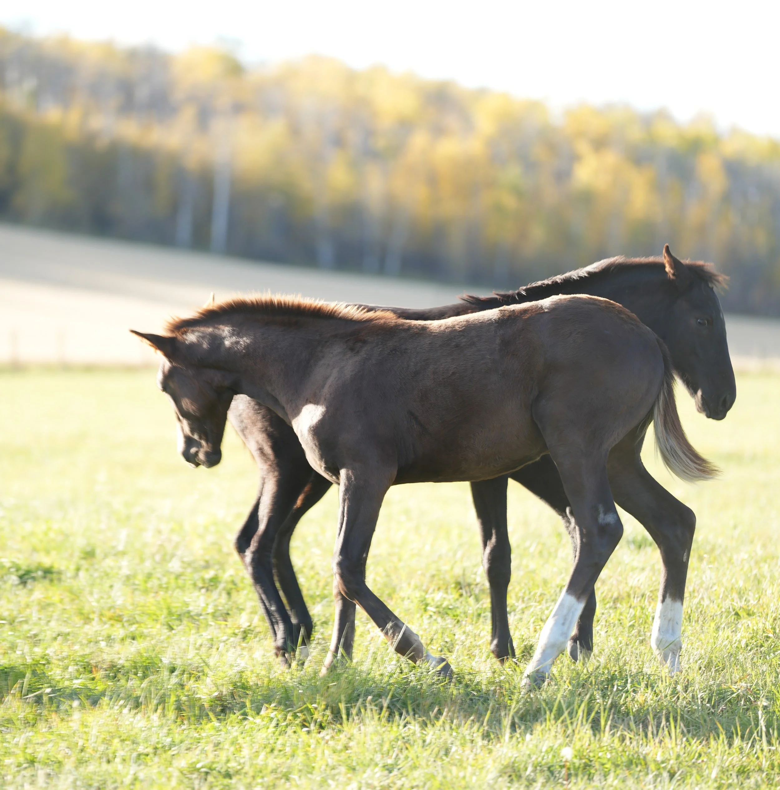 New Pleasure half-brothers: With Pleasure KVS (chestnut, out of Olily BF) and Wasabi KVS (black, out of Rosetta KVS), photo 1 of 3