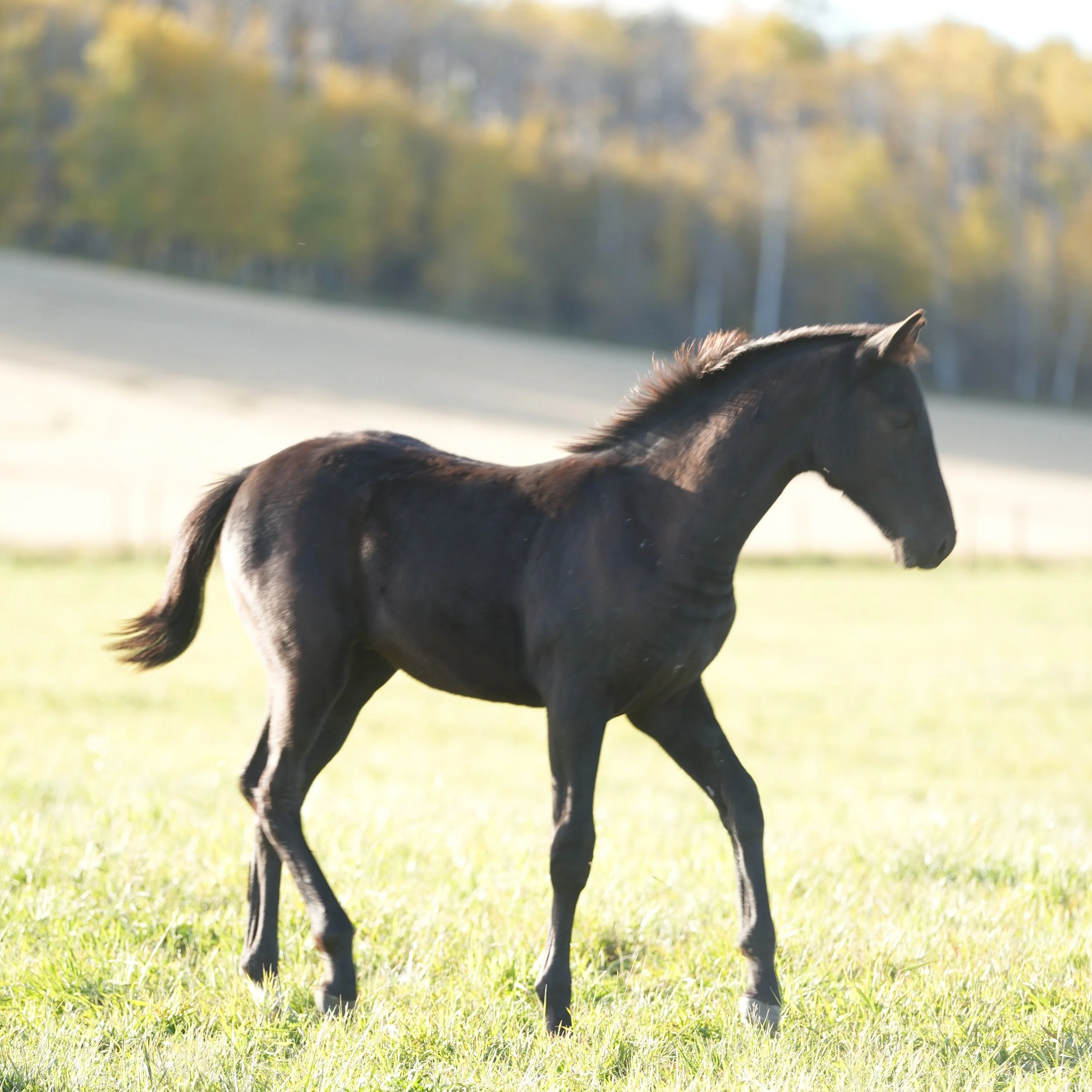 Wasabi KVS (New Pleasure colt out of Rosetta KVS, by Cosmos BH)