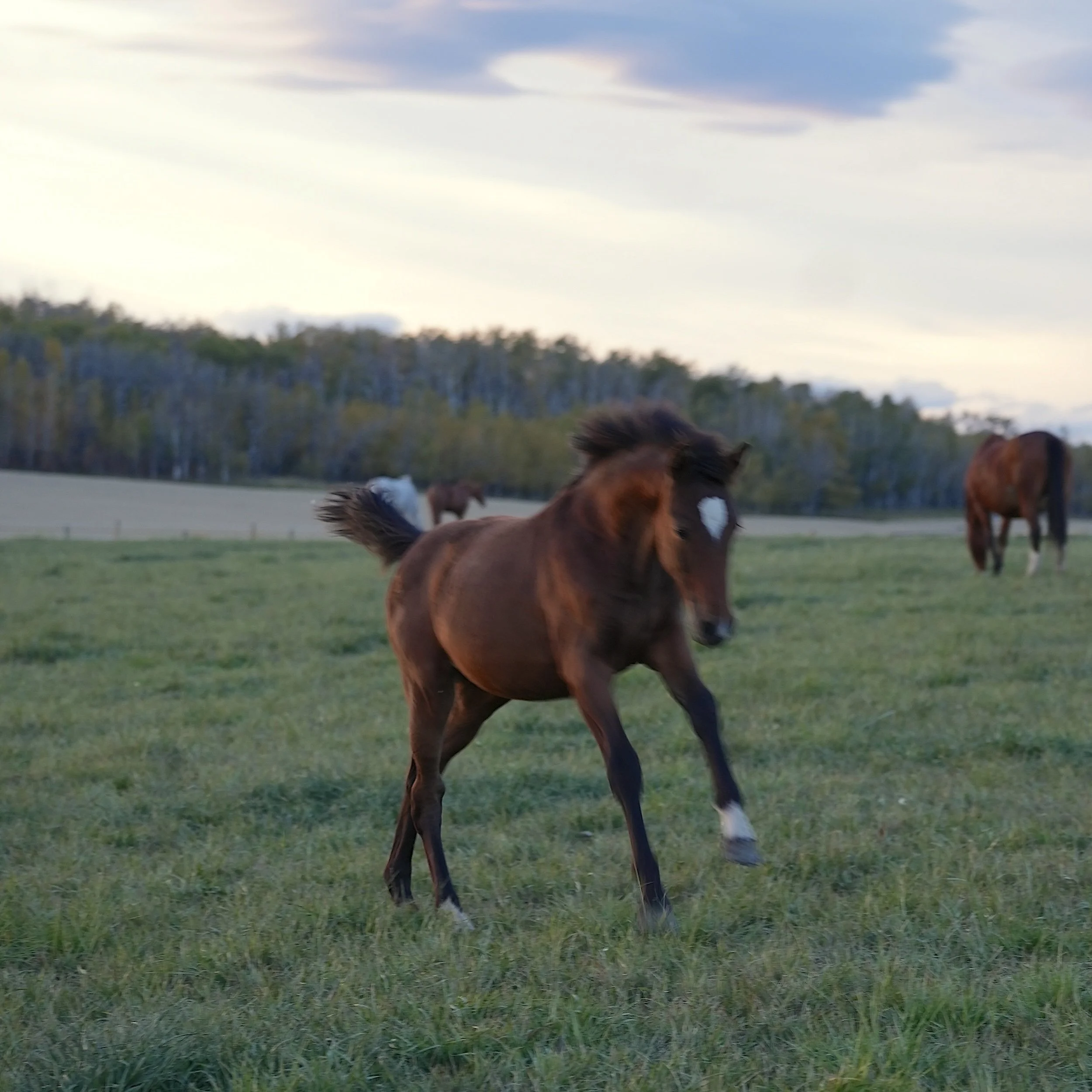 Wren KVS (Carrera VDL filly out of Savannah KVS, by Jardonnay VDL)