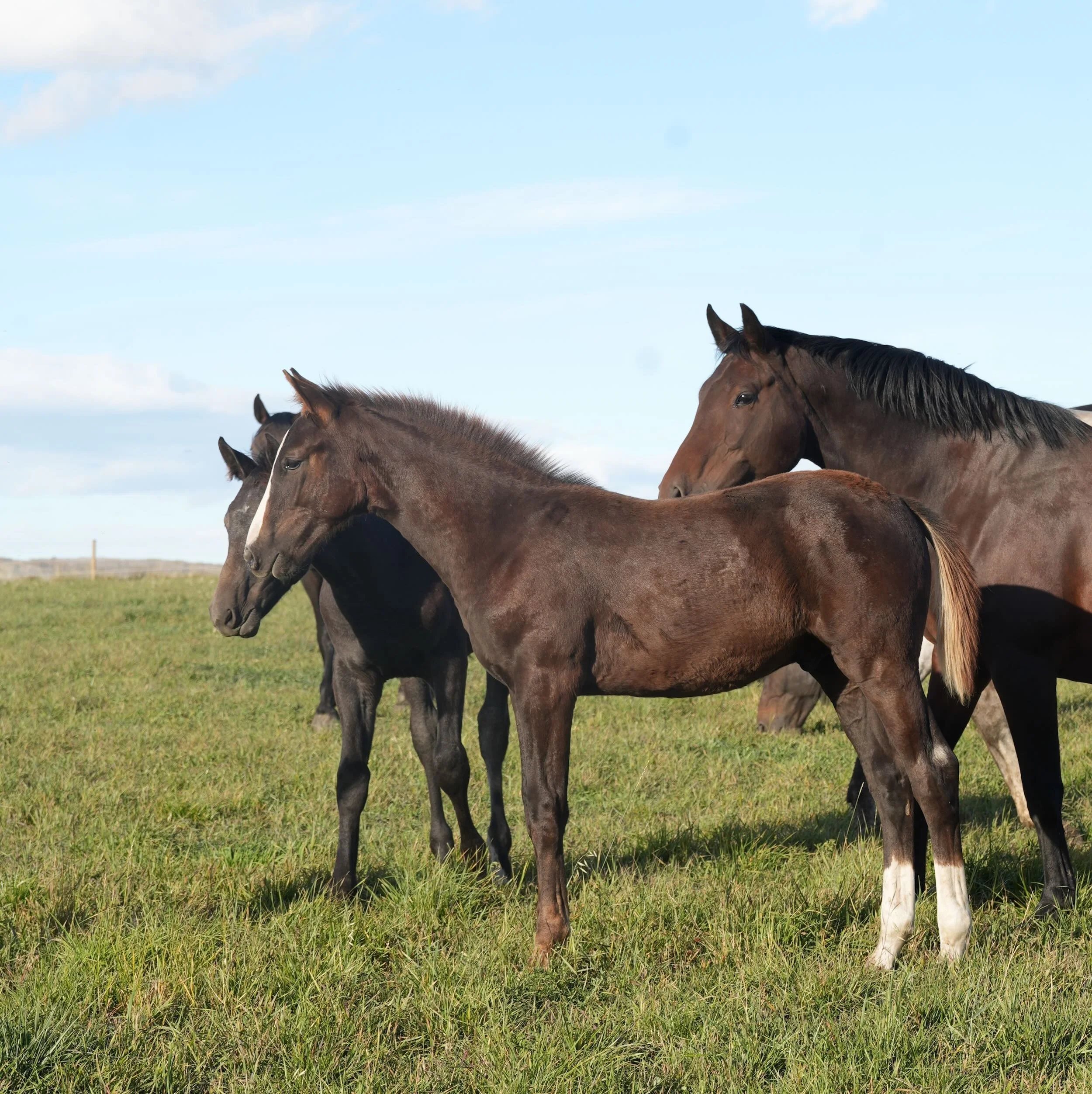 On the lookout, With Pleasure KVS (New Pleasure VDL out of Olily BF, by Kanndarco) and friends