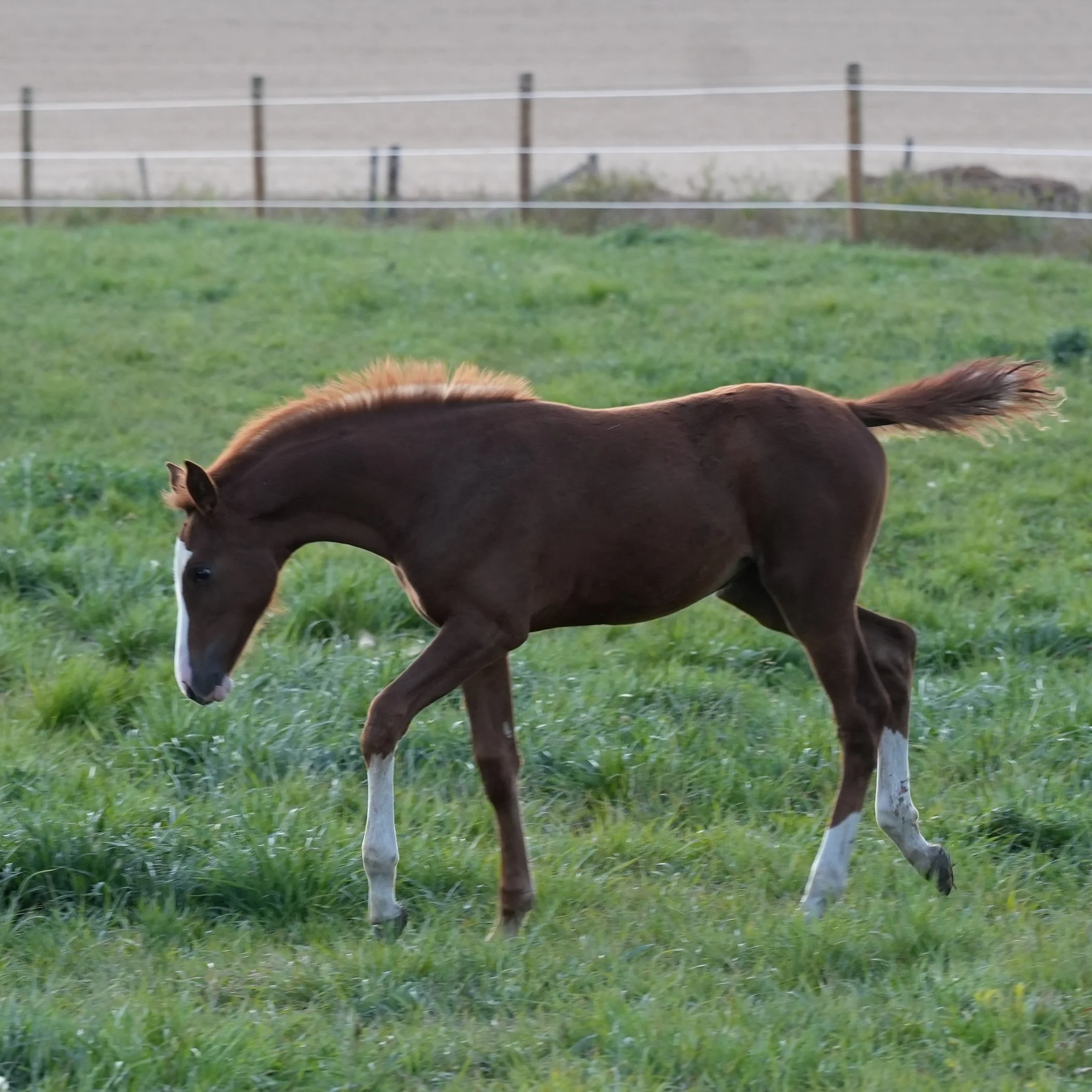 Winesse KVS (Magnum filly out of Cirkeness KVS, by Crusador)