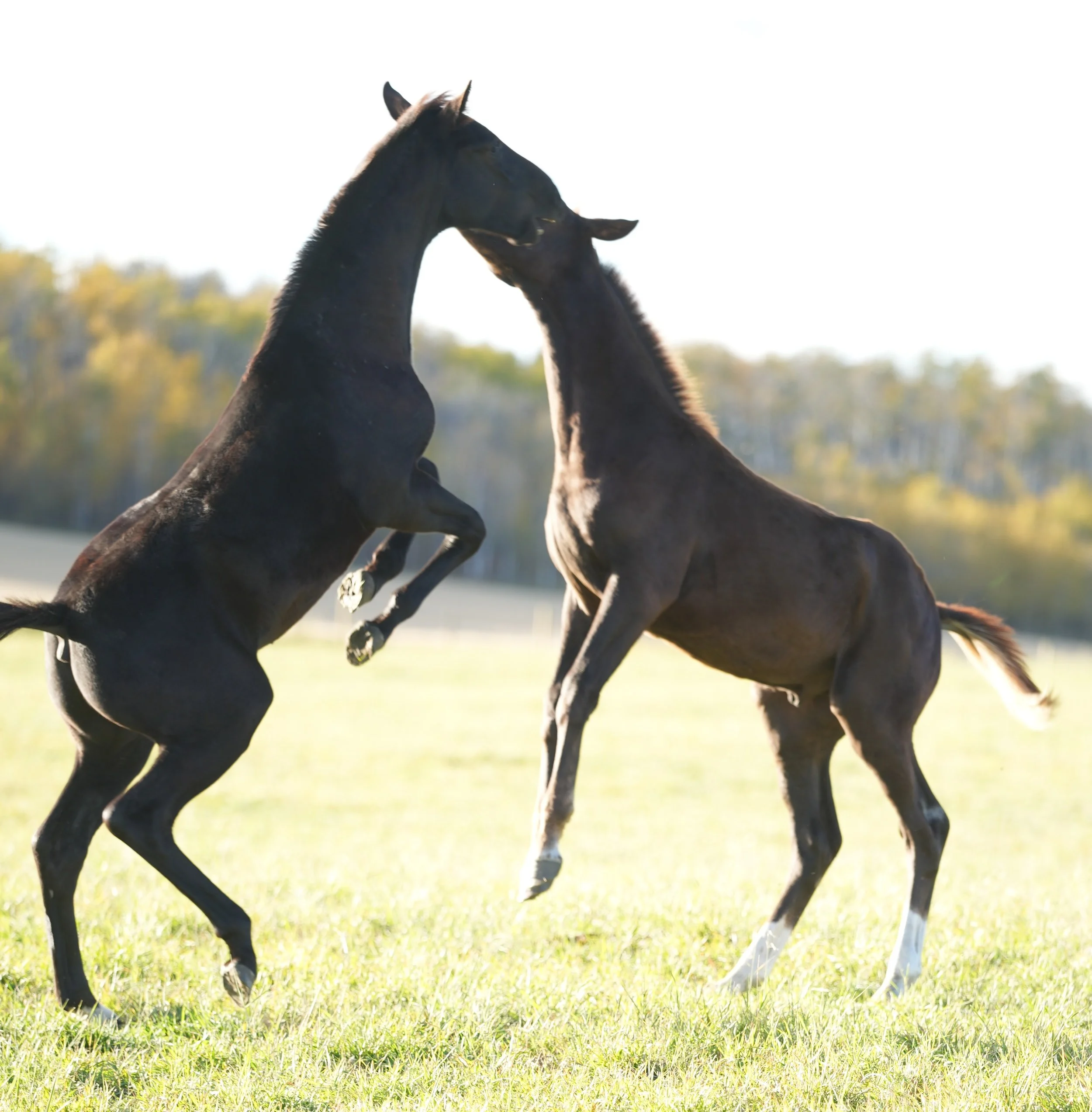 Foals of 2026