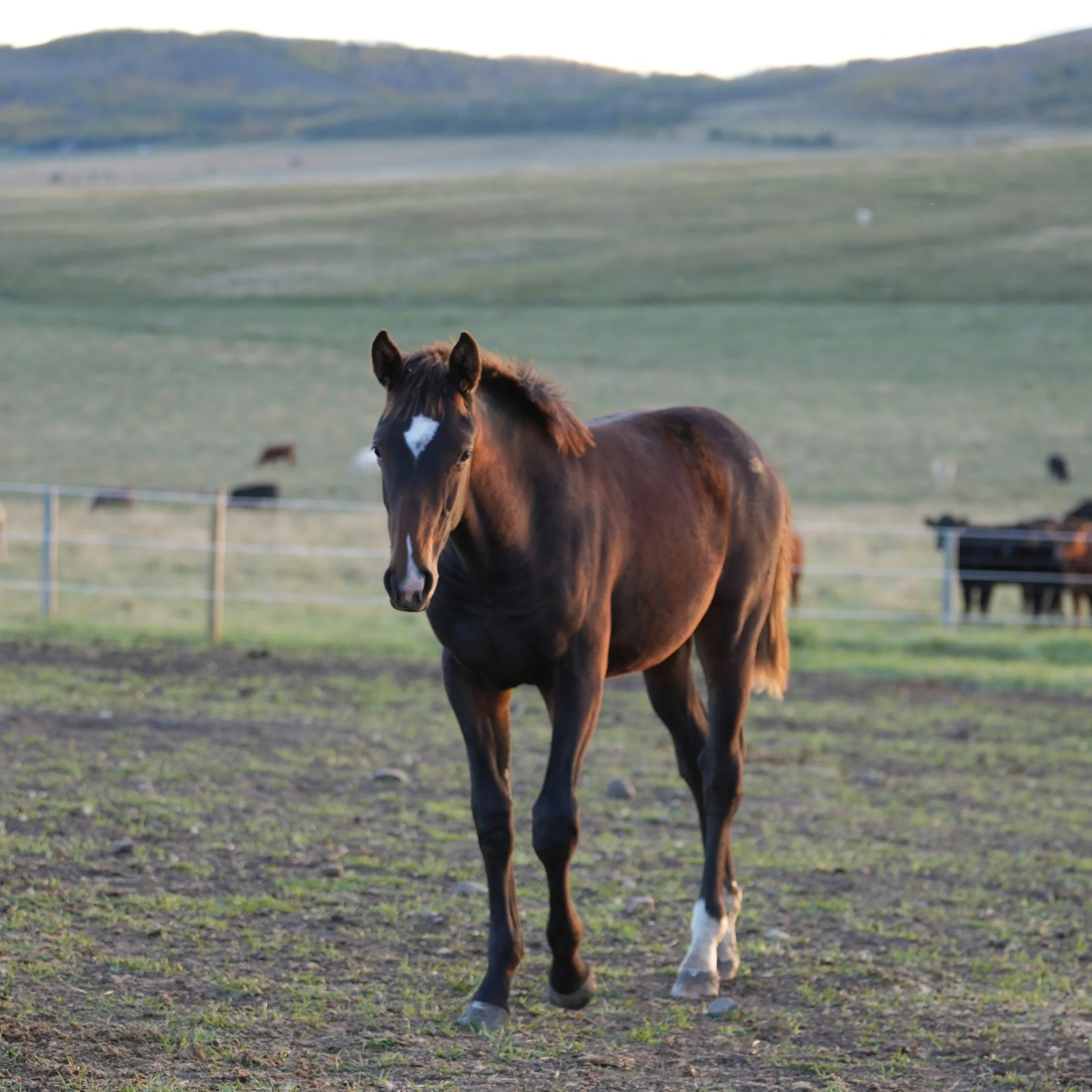 Willow KVS (Zirocco Blue filly out of Sparrowhawk KVS by Glasgow van't Merelsnest)