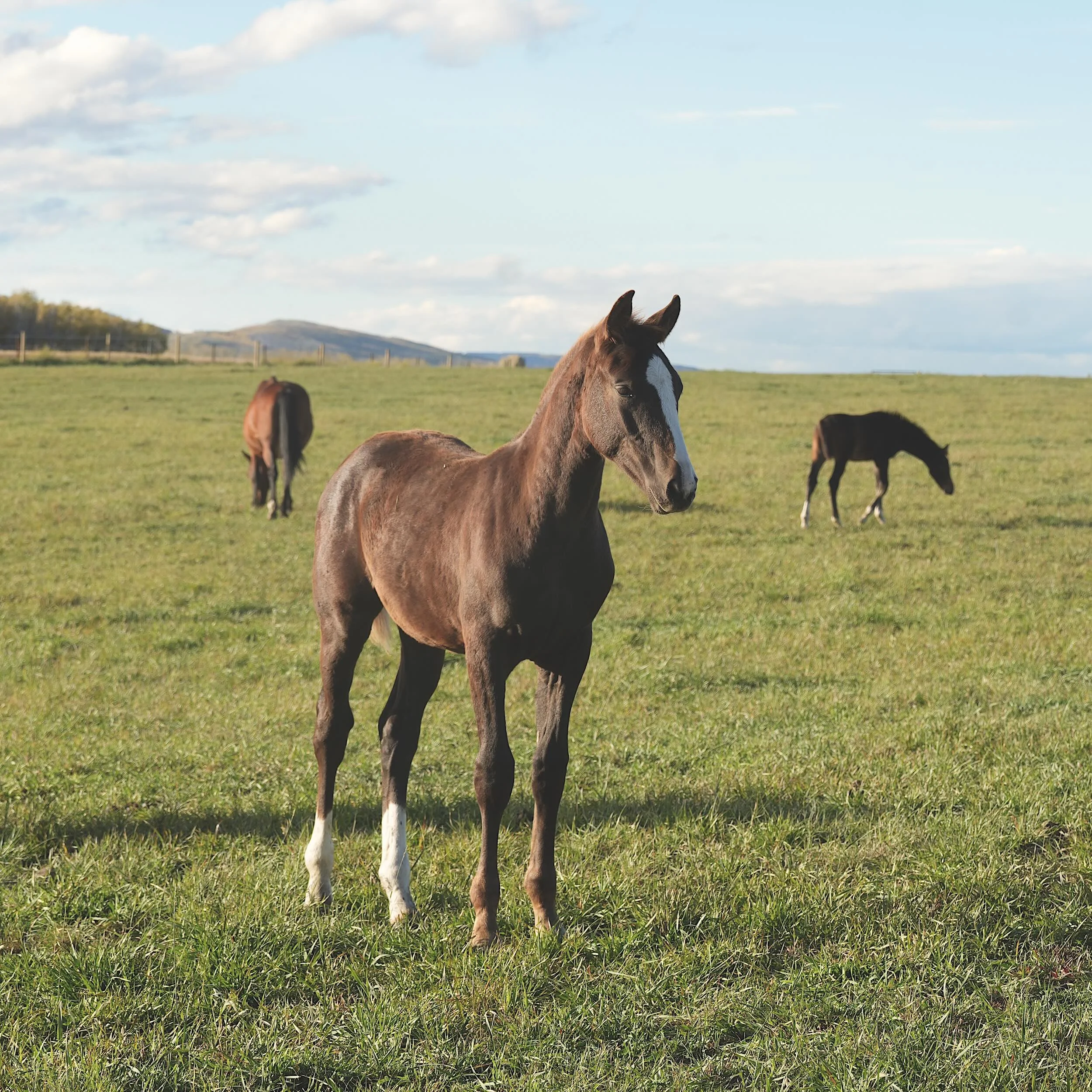 With Pleasure KVS (New Pleasure VDL out of Olily BF, by Kanndarco) 