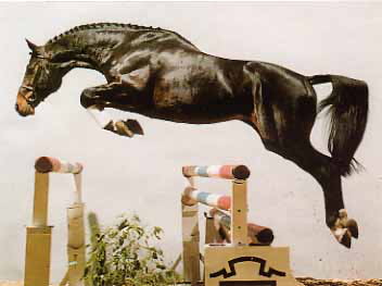 Contender, top breeding stallion of his era.