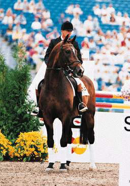 Nimmerdor, the Netherland's "Stallion of the Century".
