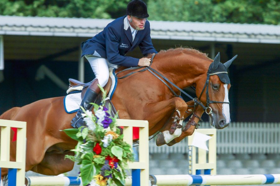 Tangelo van de Zuuthoeve, champion jumper and sire of champions.