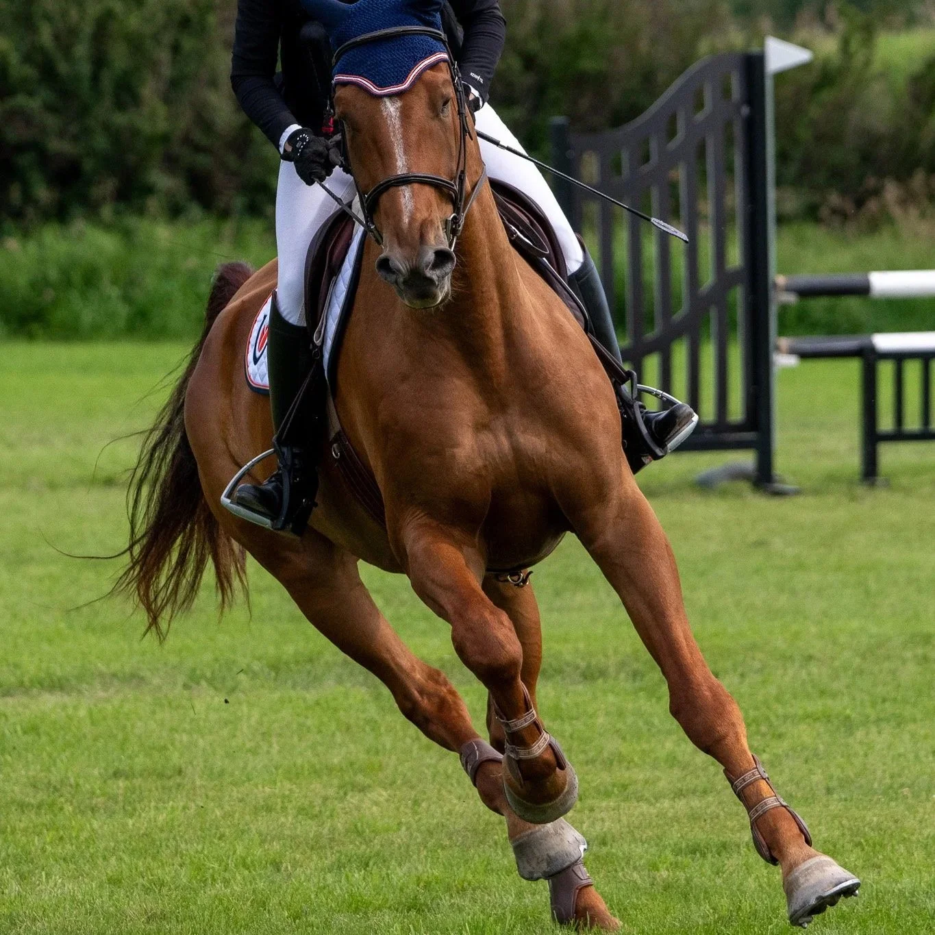 KWPN 2019 Phin Phin gelding. 1.00m jumper. For sale Canada.
