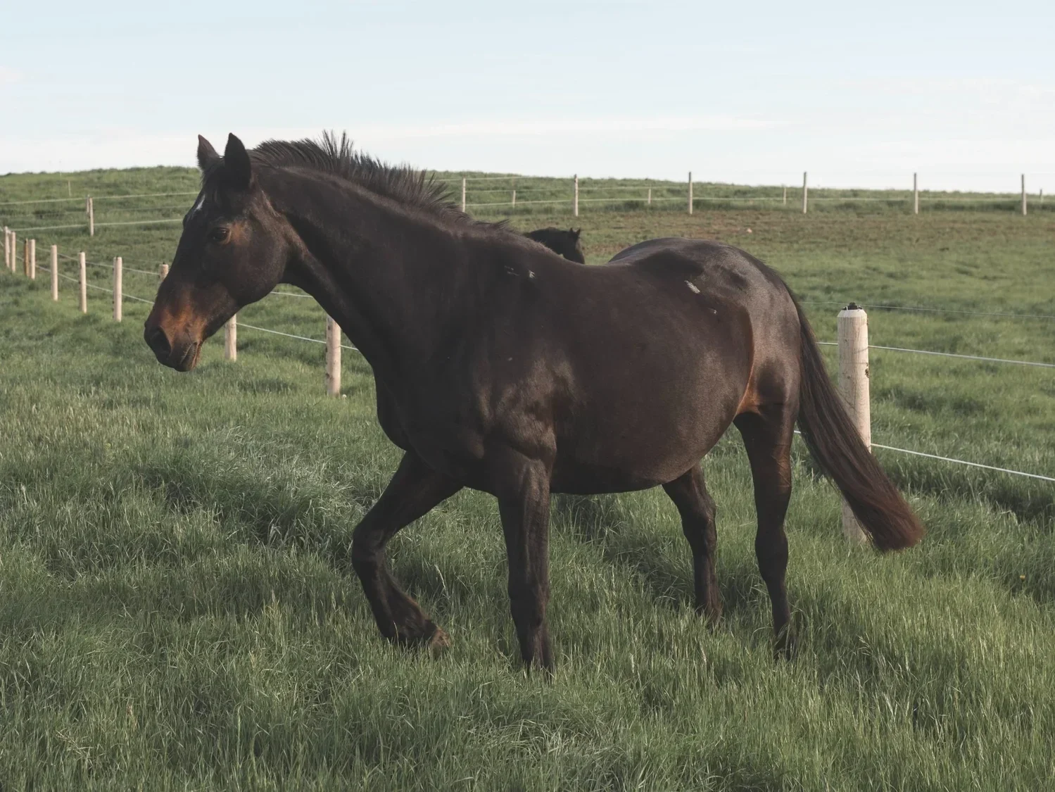 Nastasia, KVS foundation mare, Holst stamm 18A2. KWPN mare. Her foals include Icarus KVS.