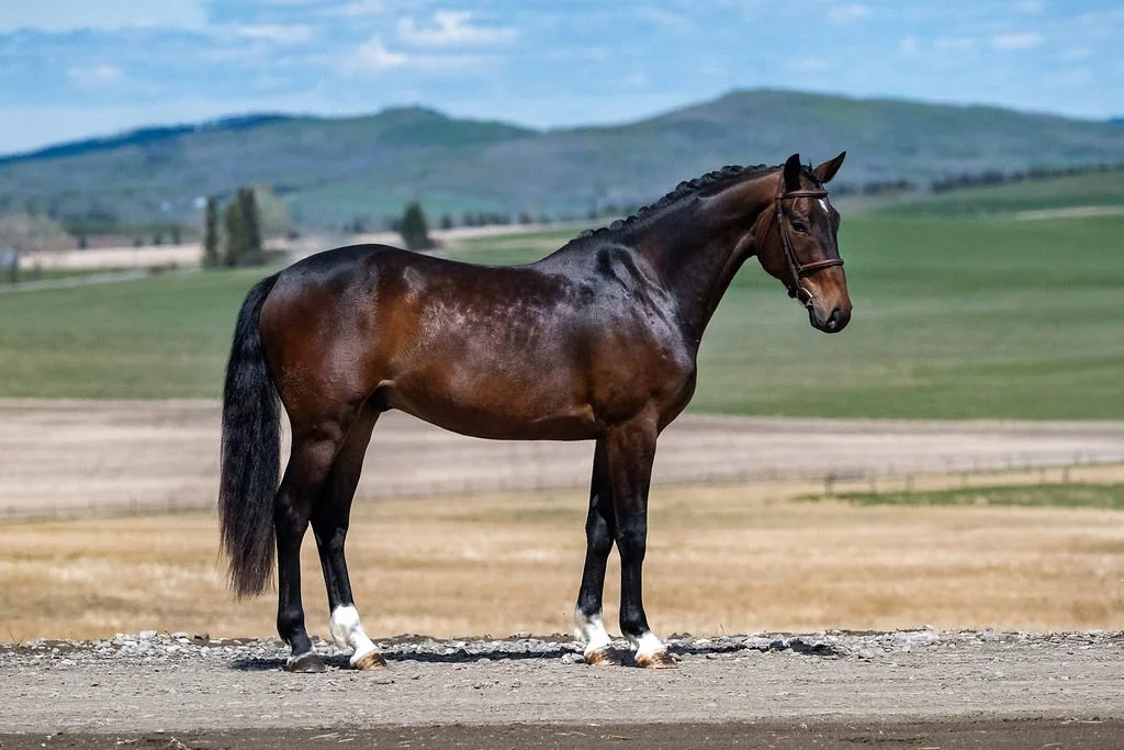 Talisker KVS. 2023 Glasgow van't Merelsnest x Cavalier x Contender gelding. KWPN-registered. For sale in Canada. Showjumping prospect.