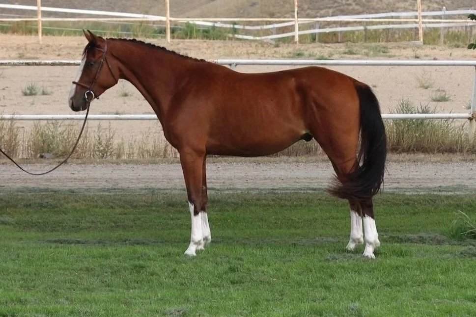 Sambuca KVS. 2022 Adequan Z KWPN-registered gelding out of an elite Berlin mare. Three gaits under saddle. Hunter prospect. For sale in Alberta, Canada.