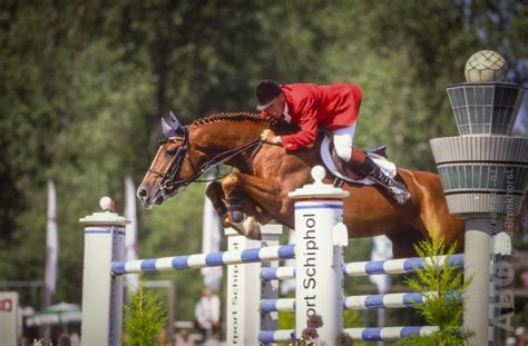 Phin Phin, 1.50m jumper and keur breeding stallion.