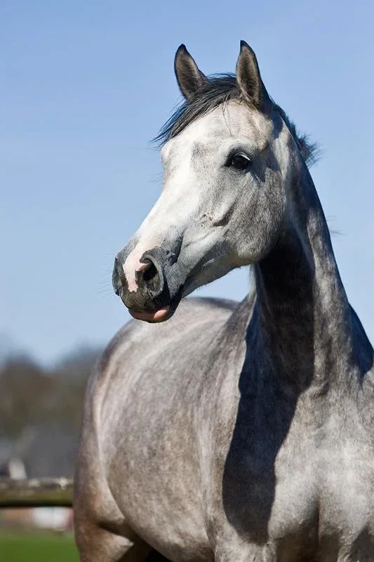 Cirkeness, KVS foundation mare, Holst stamm 2027. KWPN mare whose foals include Lincoln KVS, Kalipso KVS and Putting the Pieces Together KVS