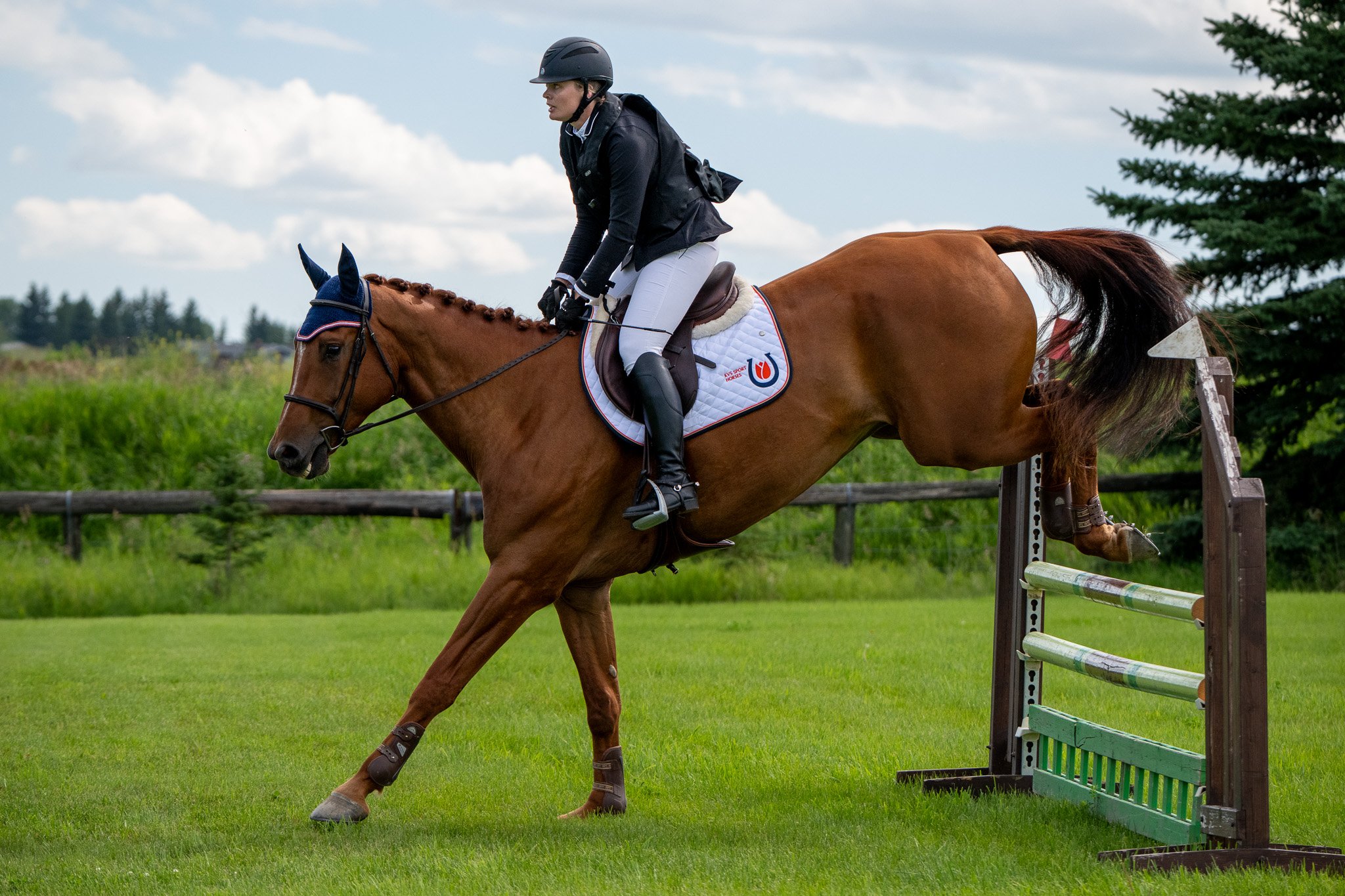 KWPN 2019 Phin Phin gelding. 1.00m jumper. For sale Canada.