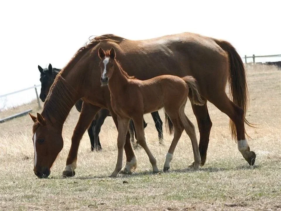 Obligeant II, KVS foundation mare, Sina dam line 20, mare line 398. Her foals include 1.35m jumper Cameleon KVS, Anouk KVS (dam of 2025 KWPN-NA champion jumper yearling Urocco Blue KVS) and Gazelle KVS (dam of 1.40m jumper Malibu KVS).