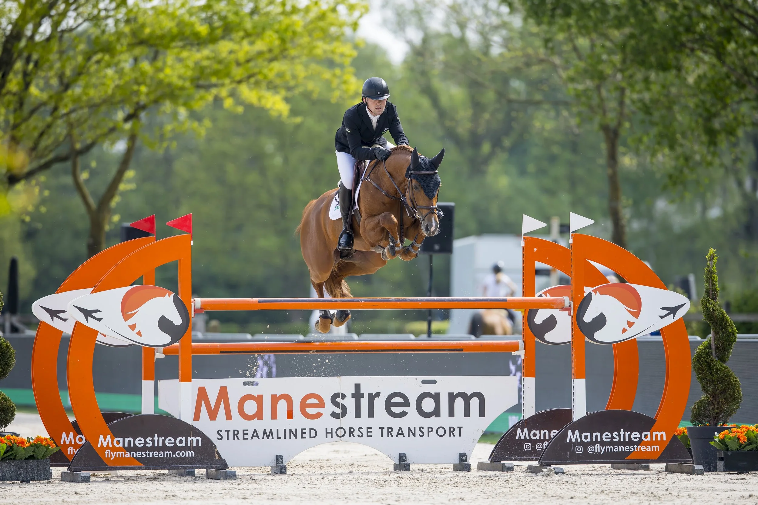 Top international jumper Sambucci de Muze. Bascule, power, scope, modern show jumper.