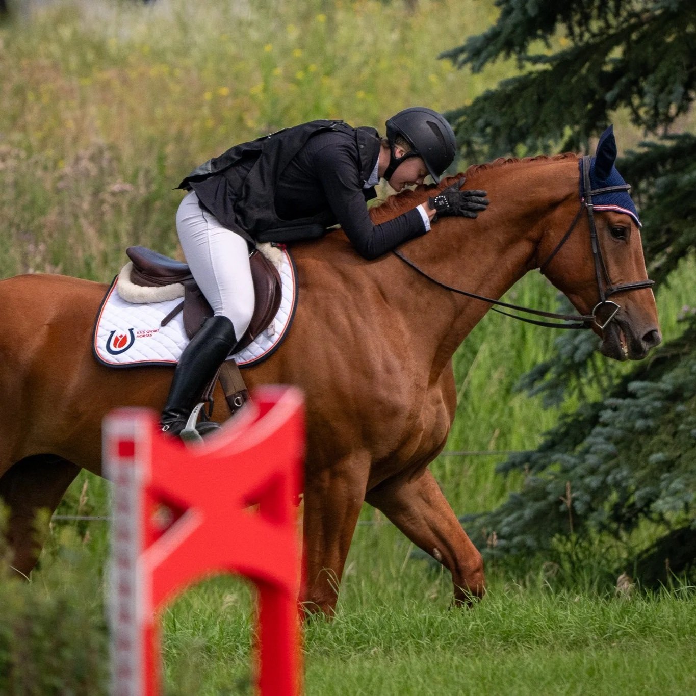 KWPN 2019 Phin Phin gelding. 1.00m jumper. For sale Canada.