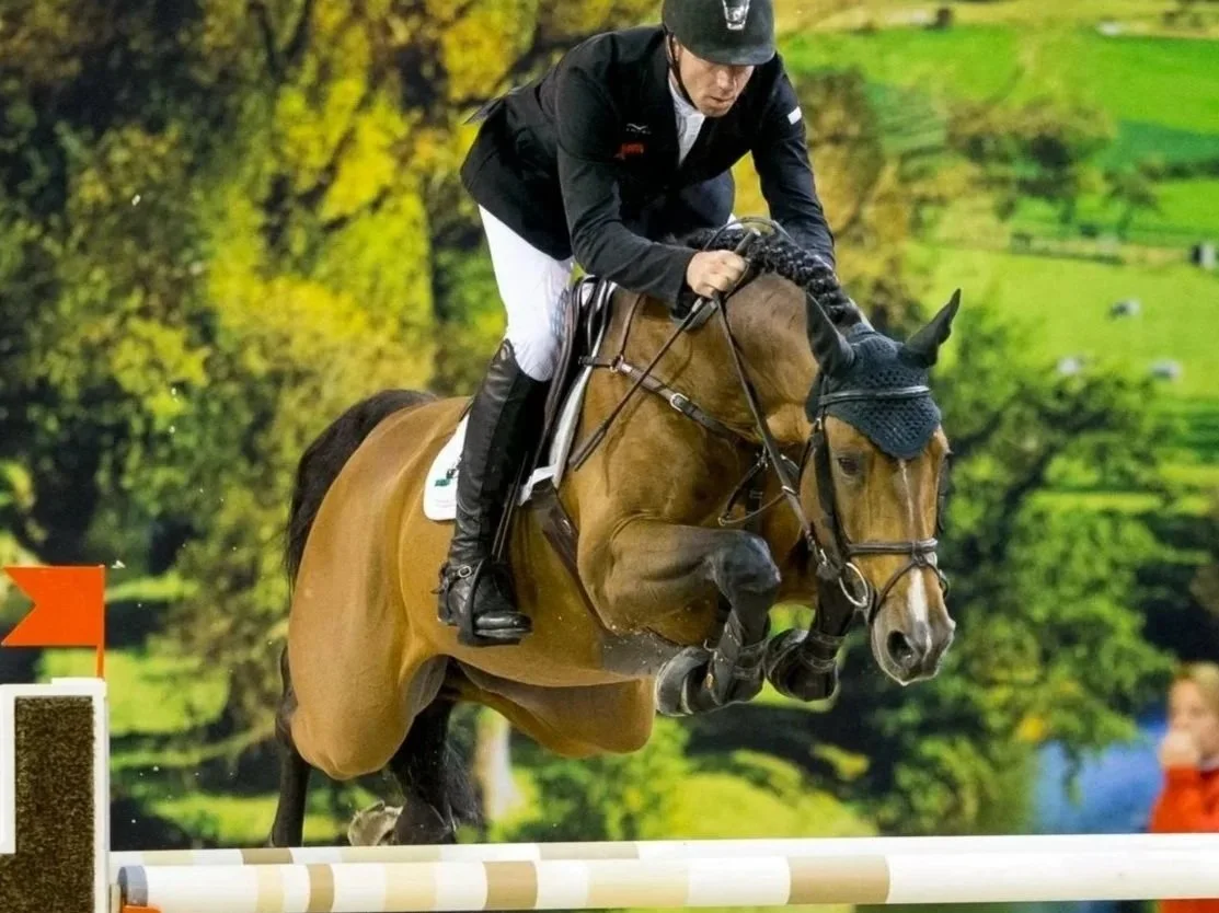 Carrera VDL, one of many champion sires of KVS jumper prospects.