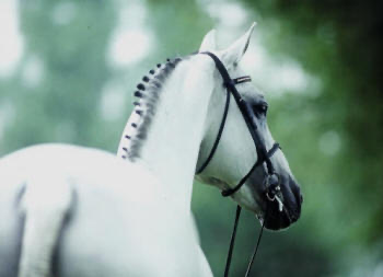 Cavalier aka San Patrignano Mister, multiple Grand Prix winner, keur breeding stallion.