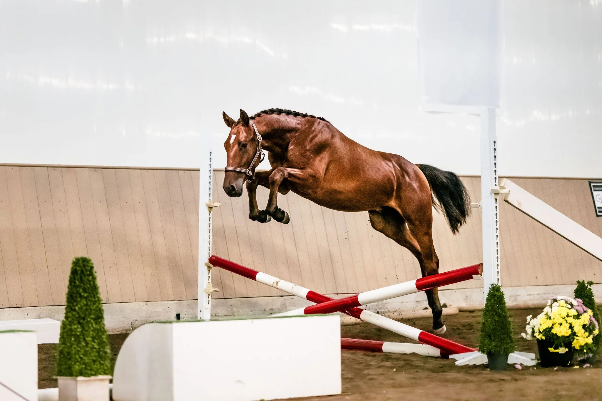 Varezzo KVS, show jumping prospect, for sale via the Canadian Warmbloods 2026 Fall Breeders' Sale. 2025 Arezzo VDL gelding for sale in Alberta, Canada.