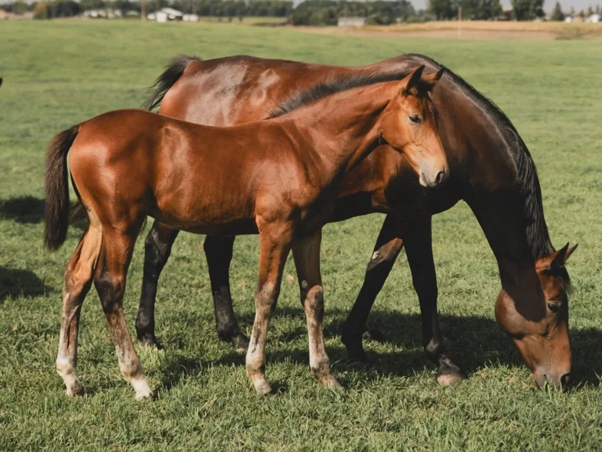 Viper KVS. 2025 Impressive VDL x Cavalier x Contender colt. Show jumping prospect. For sale in Canada.
