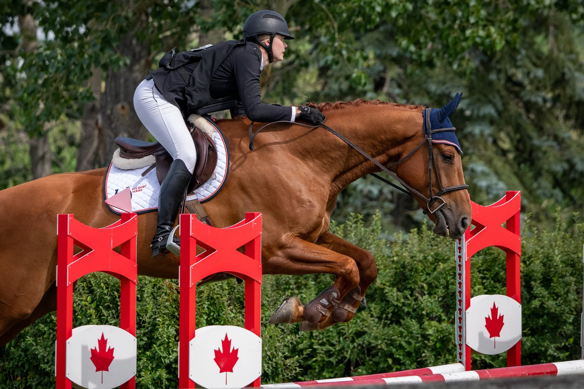 KWPN 2019 Phin Phin gelding. 1.00m jumper. For sale Canada.