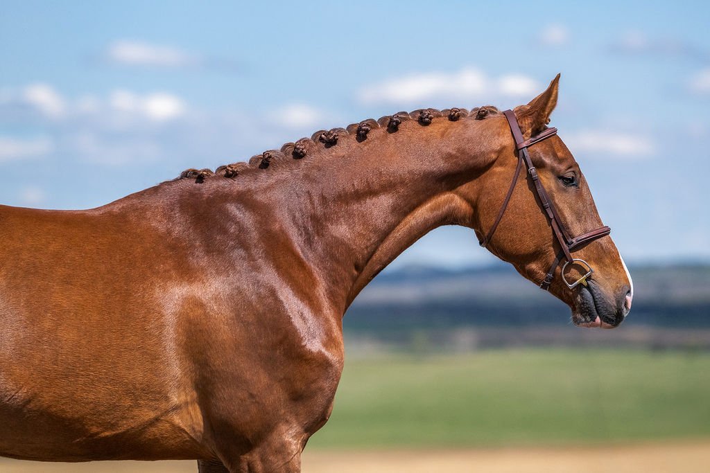 Tallmar KVS. 2023 Kallmar VDL x Crusador gelding. KWPN-registered. Showjumping prospect. Lightly started. For sale in Canada.