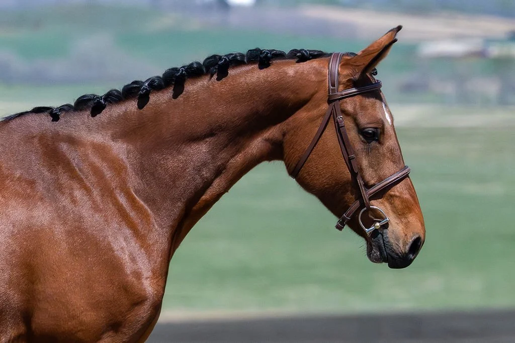 Rumour KVS. 2021 Carrera VDL mare out of a proven Phin Phin mare. KWPN-registered. For sale in Alberta, Canada. Show jumping prospect. Lightly started.