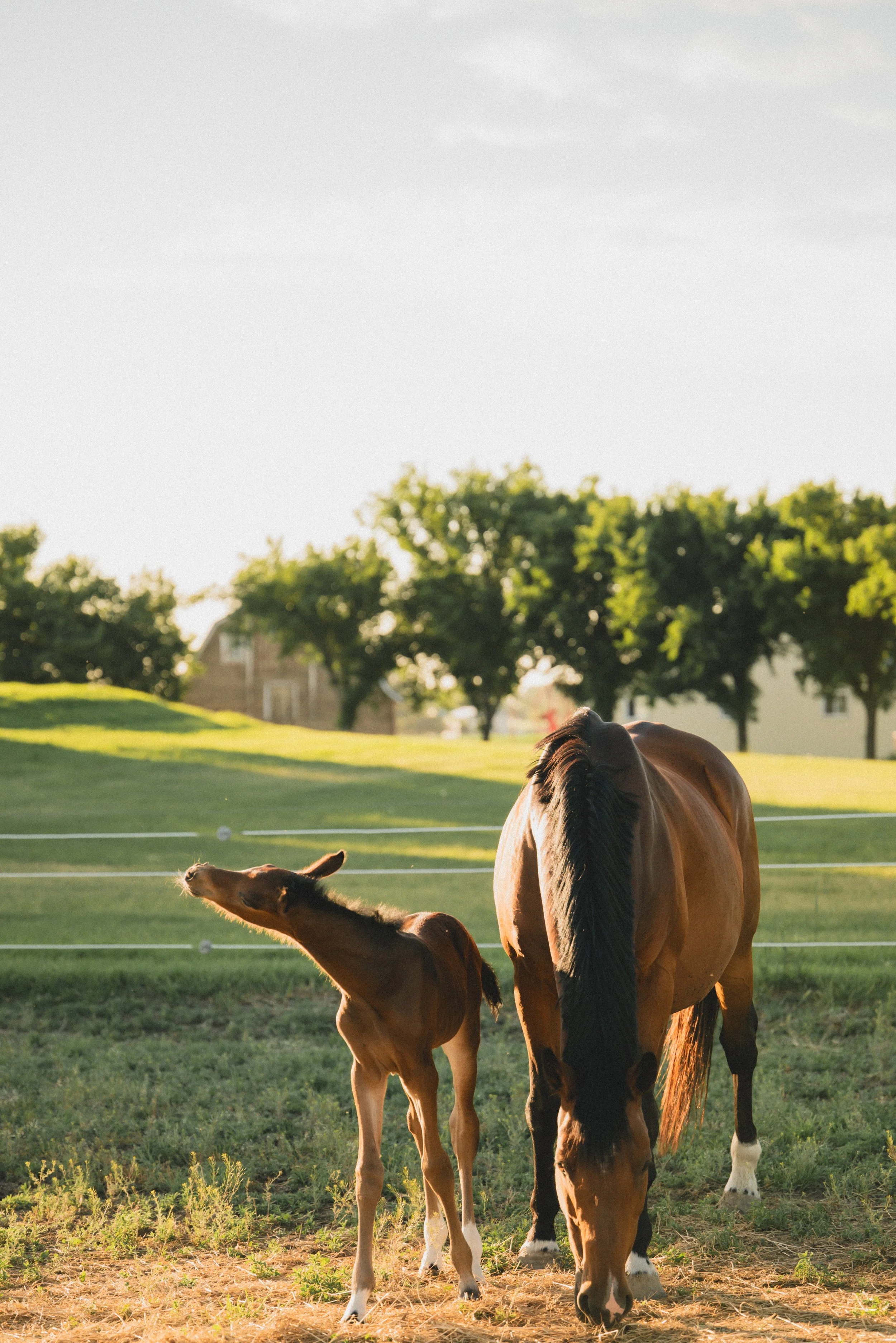 Anouk KVS, a Heartbreaker mare from Sina mare line 2025 and her 2025 Comthago VDL filly.