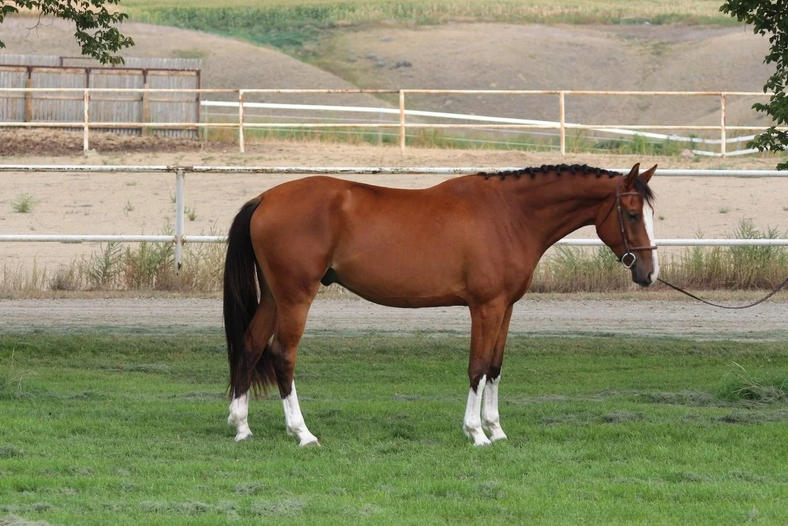 Sambuca KVS. 2022 Adequan Z gelding out of an elite Berlin mare. Schooling. KWPN registered. For sale near Calgary, Alberta.