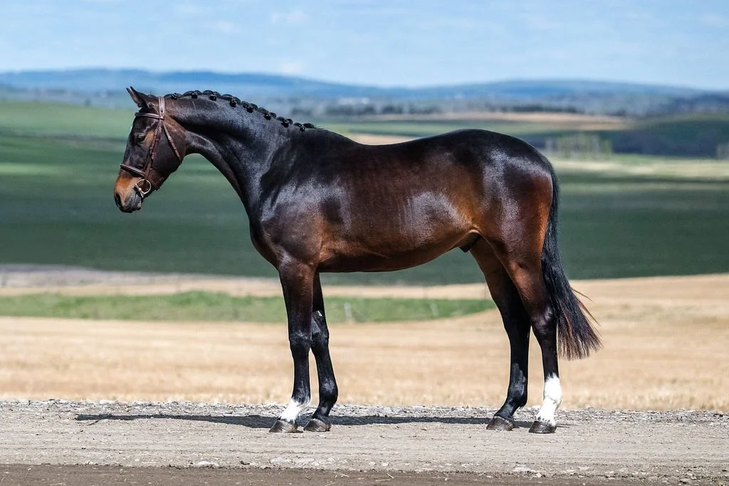 Timeless KVS. 2023 Carrera x Phin Phin x Contender gelding. KWPN-registerd. For sale in Canada. Showjumping prospect.