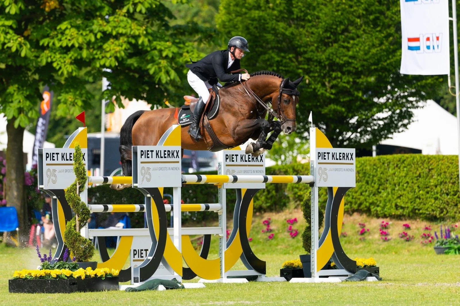 Grand Prix jumper Mindset ES, one of the sires in the KVS Sport Horses breeding program.