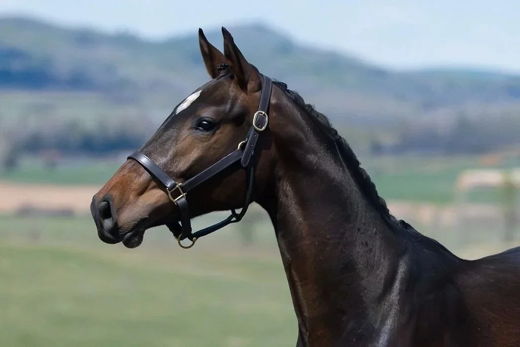 Uptown KVS. 2024 Comthago VDL x Tangelo van de Zuuethoeve gelding. Show jumping prospect for sale near Calgary, Alberta, Canada. Holsteiner stamm 2027, produced Spuce Meadows winner Daniel, Westminster VDL, show jumping great Romanov.