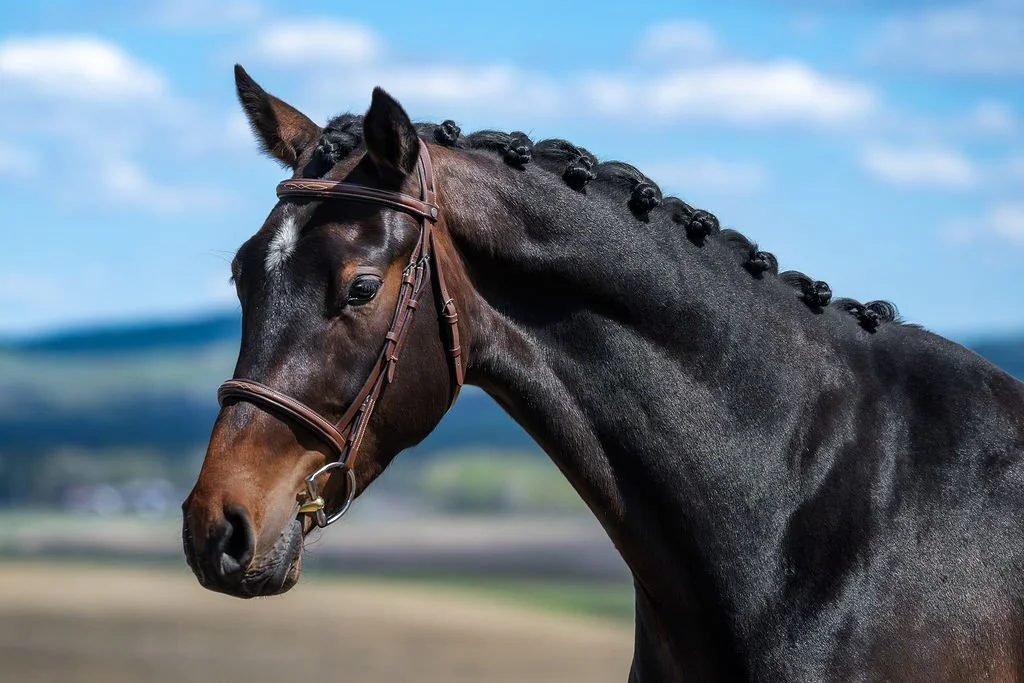 Timeless KVS. 2023 Carrera x Phin Phin x Contender gelding. KWPN-registerd. For sale in Canada. Showjumping prospect.