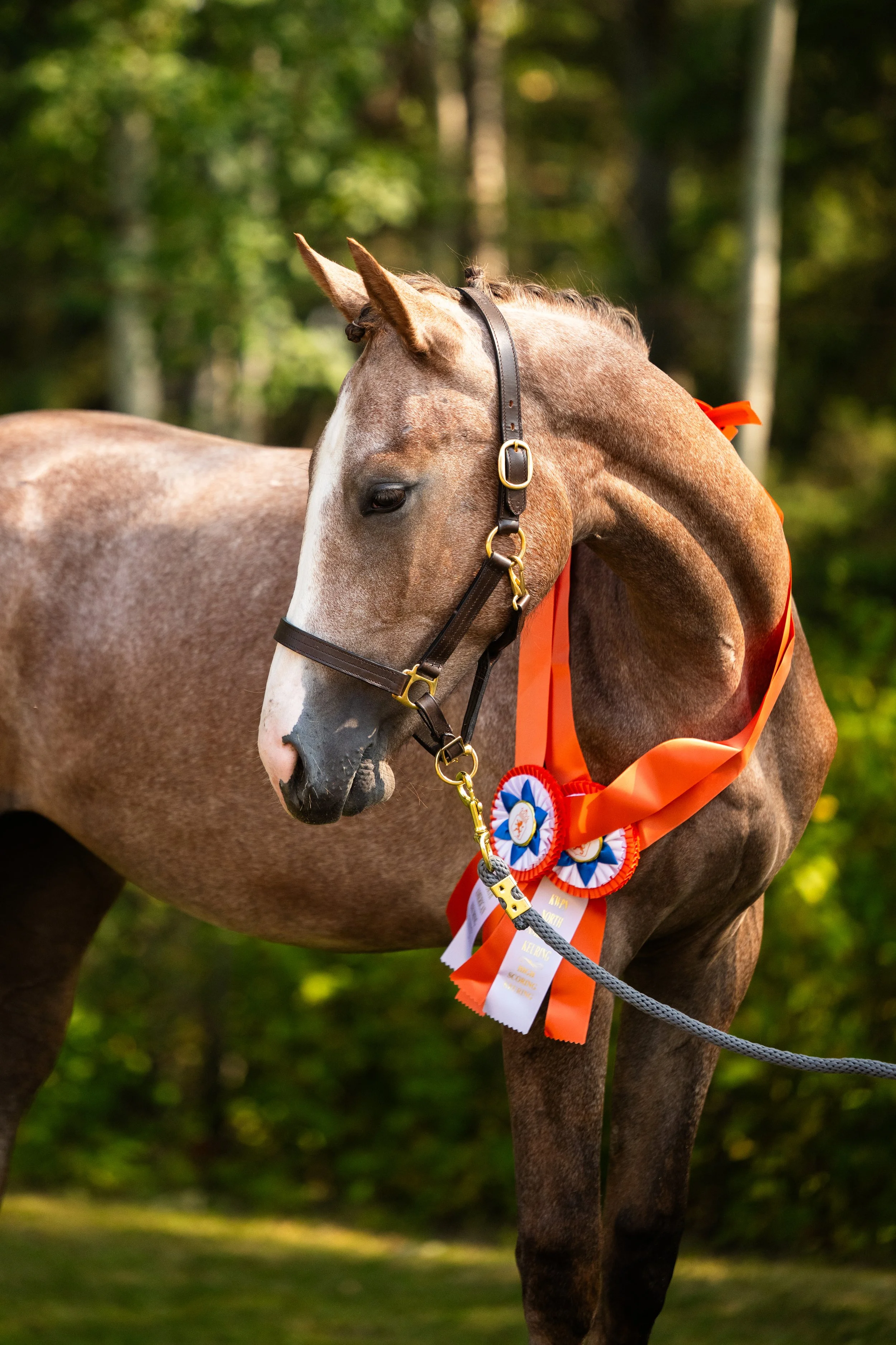 Urocco Blue, KWPN's North American jumper yearling champion, one of KVS Sport Horses's attendees at the KWPN-NA 2025 keuring.