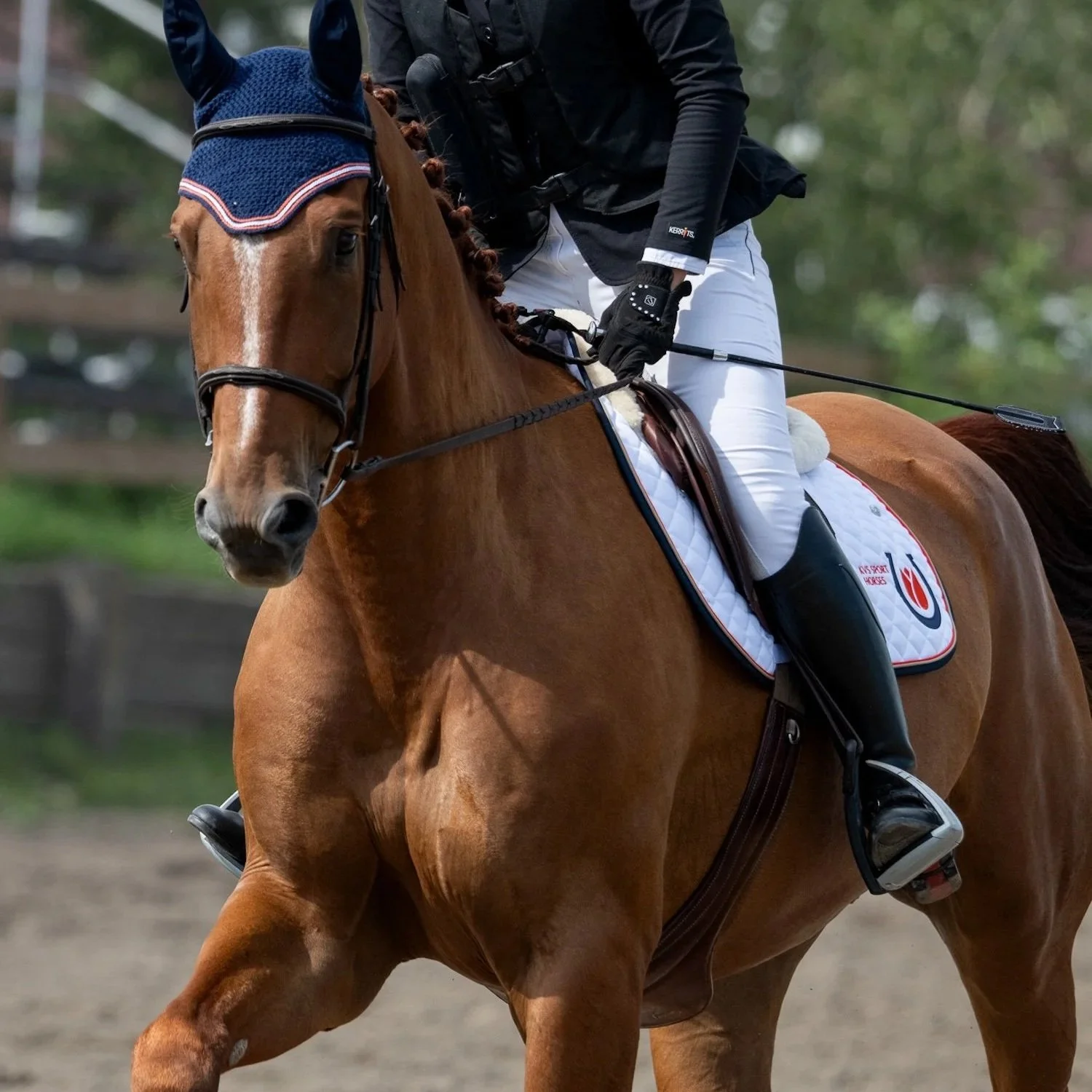 KWPN 2019 Phin Phin gelding. 1.00m jumper. For sale Canada.