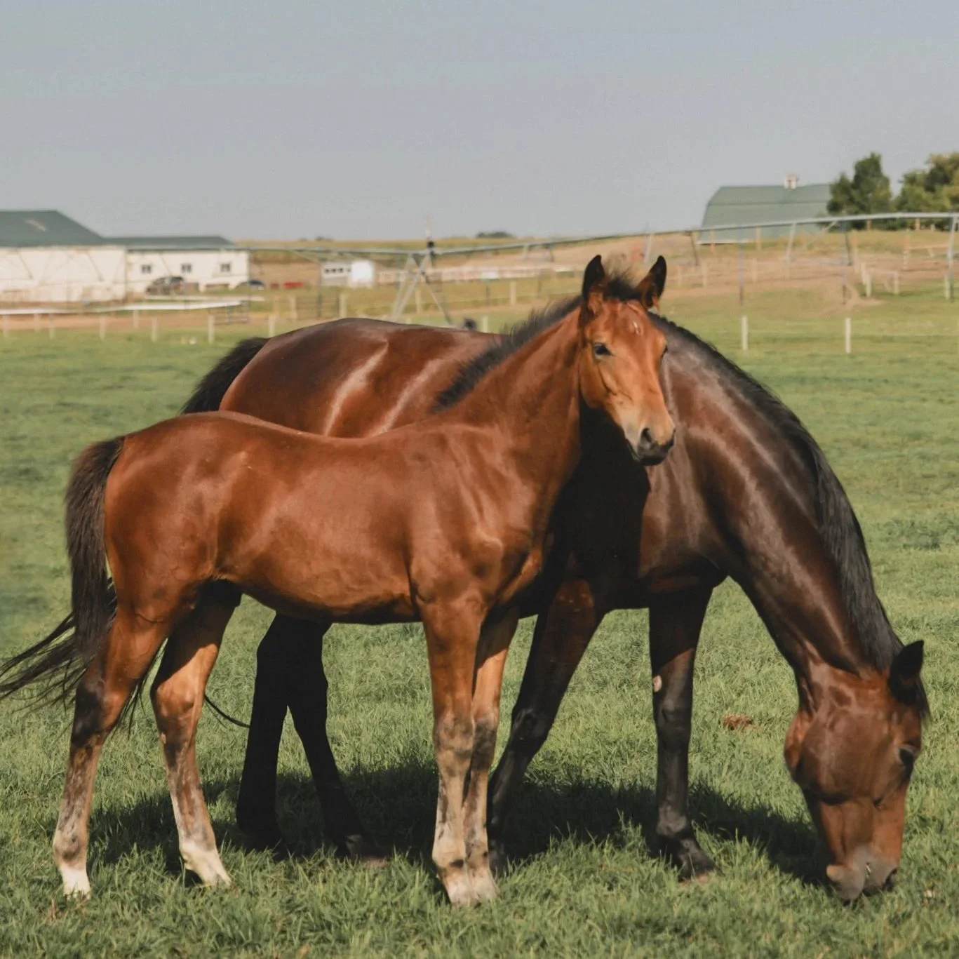 Viper KVS. 2025 Impressive VDL x Cavalier x Contender colt. Show jumping prospect. For sale in Canada.