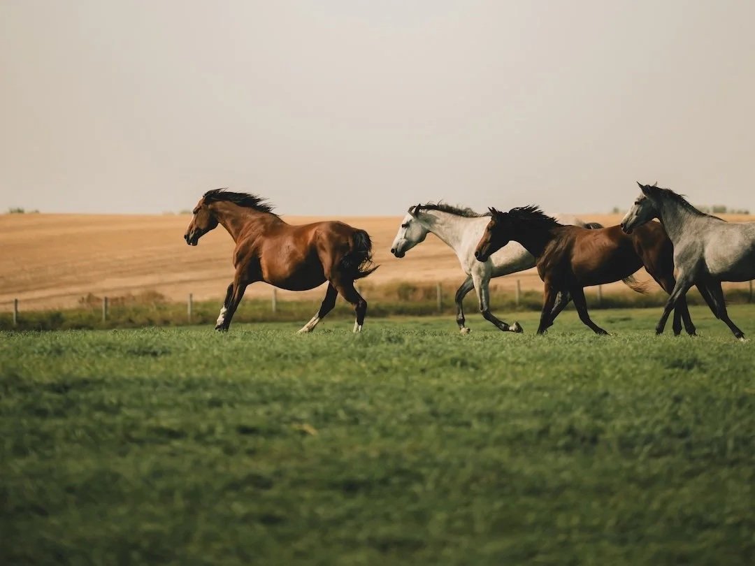 KVS broodmares in pasture. Dutch Warmblood mares. Top European dam lines.
