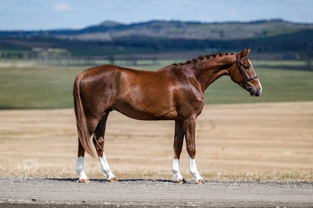 Tallmar KVS. 2023 Kallmar VDL x Crusador gelding. KWPN-registered. Showjumping prospect. Lightly started. For sale in Canada.