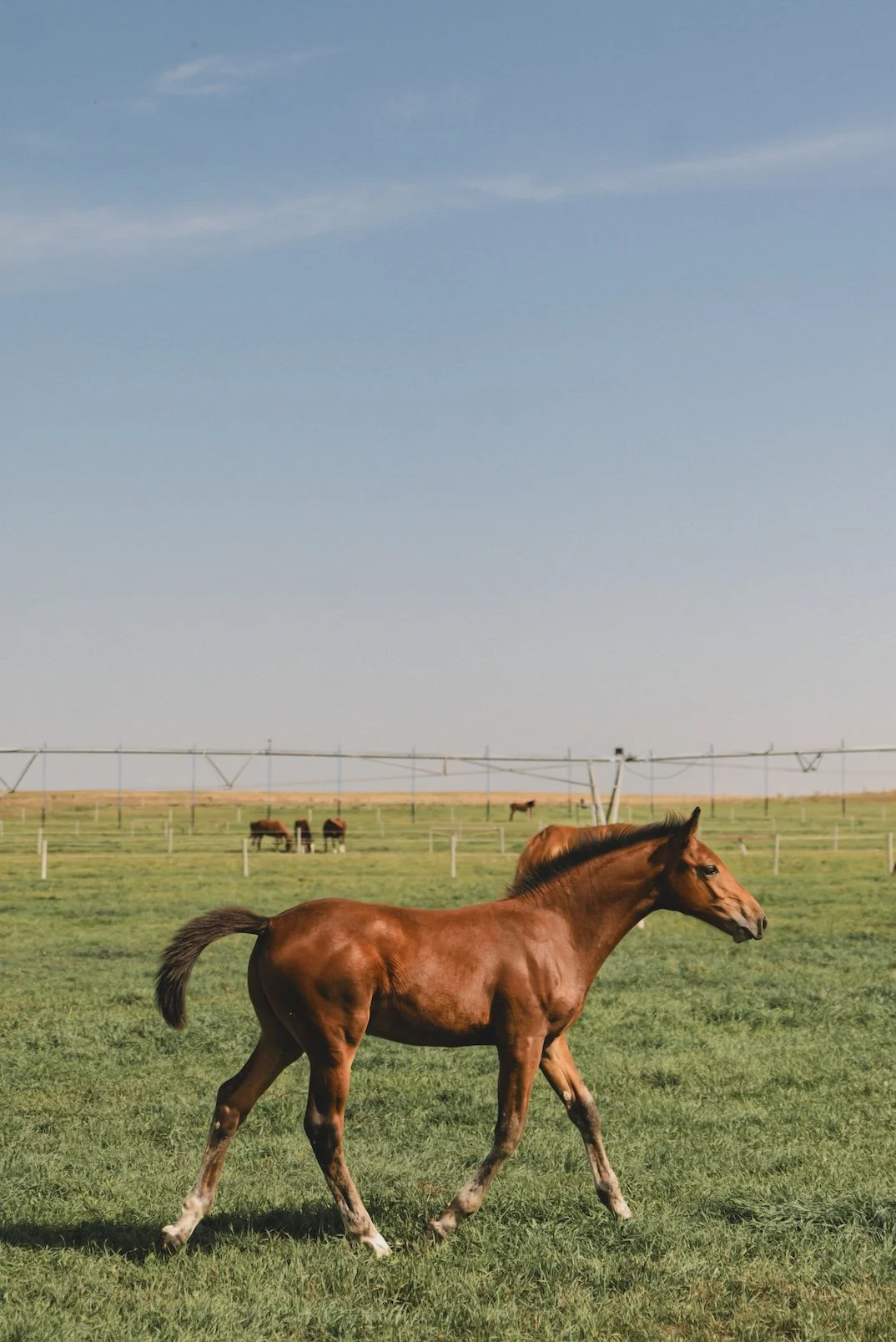 Viper KVS. 2025 Impressive VDL colt out of a Cavalier mare from a top Holsteiner dam line.KWPN registered. Nice movement. For sale near Calgary, Alberta.