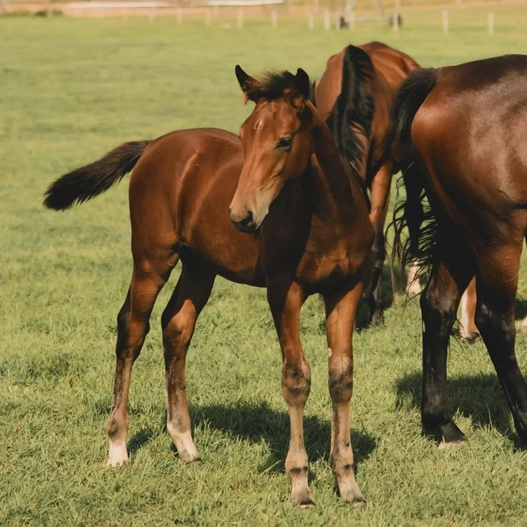 Viper KVS. 2025 Impressive VDL x Cavalier x Contender colt. Show jumping prospect. For sale in Canada.