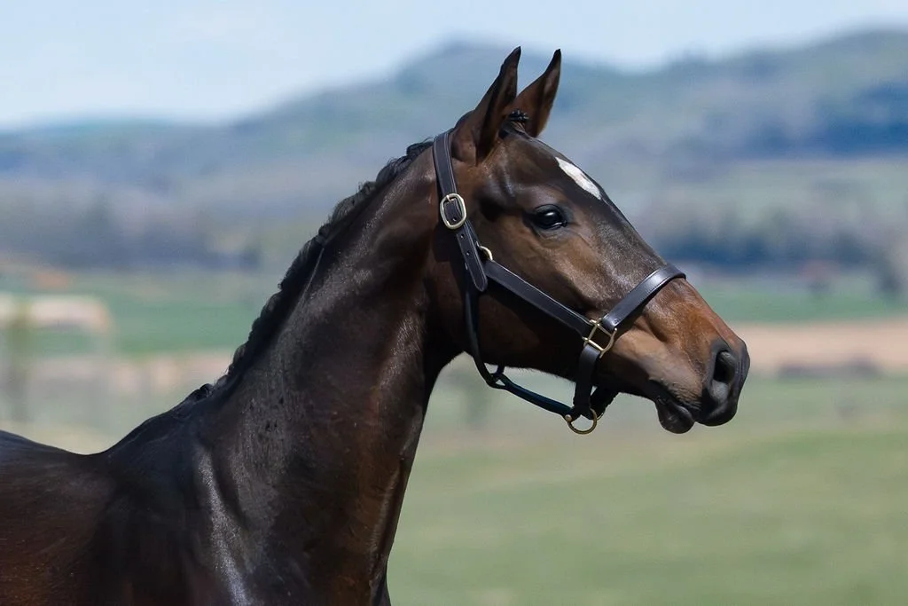 Uptown KVS. 2024 Comthago x Tangelo vd Zuuthoeve x Phin Phin gelding. Show jumping prospect. For sale in Canada.
