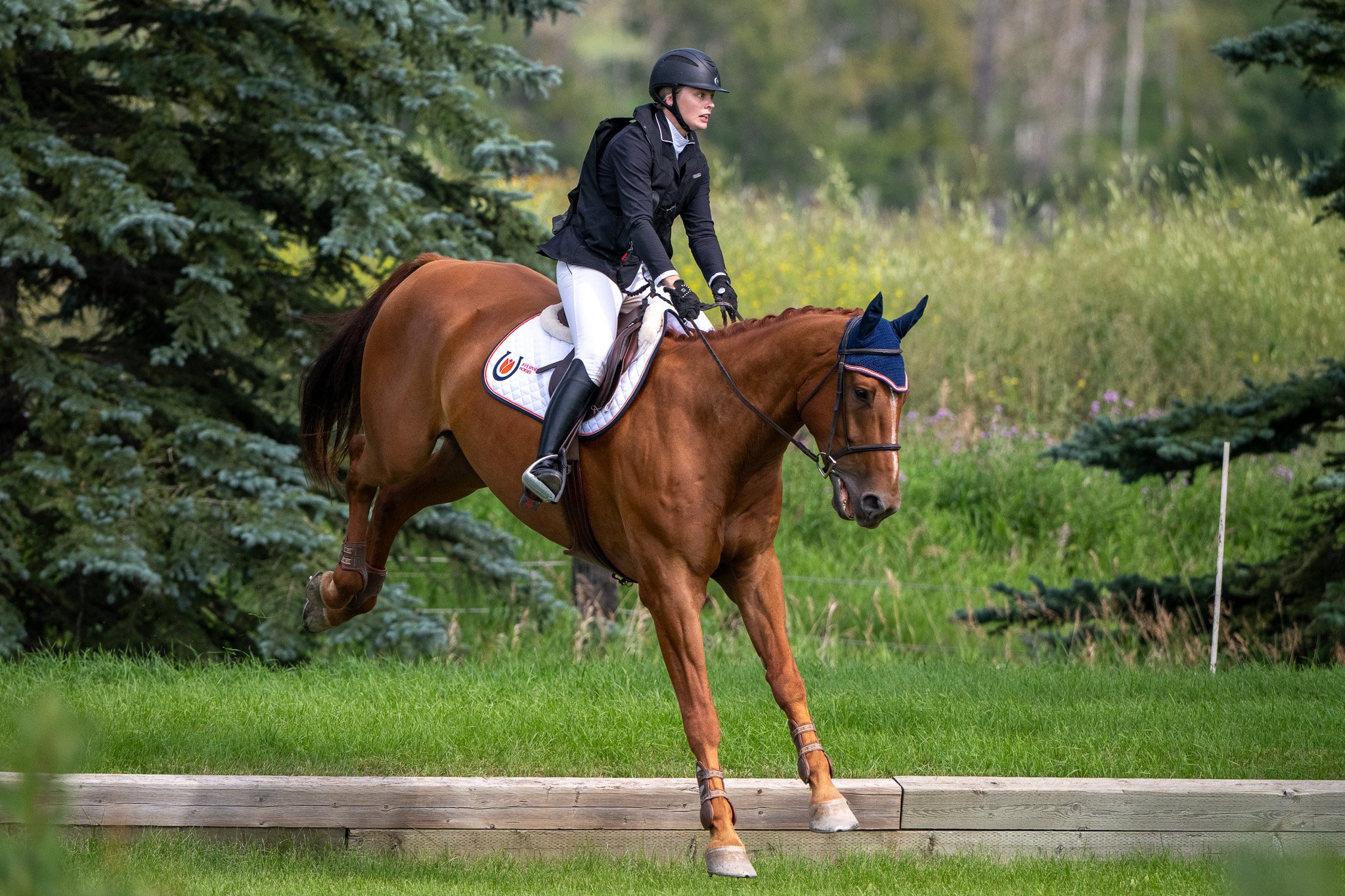 KWPN 2019 Phin Phin gelding. 1.00m jumper. For sale Canada.